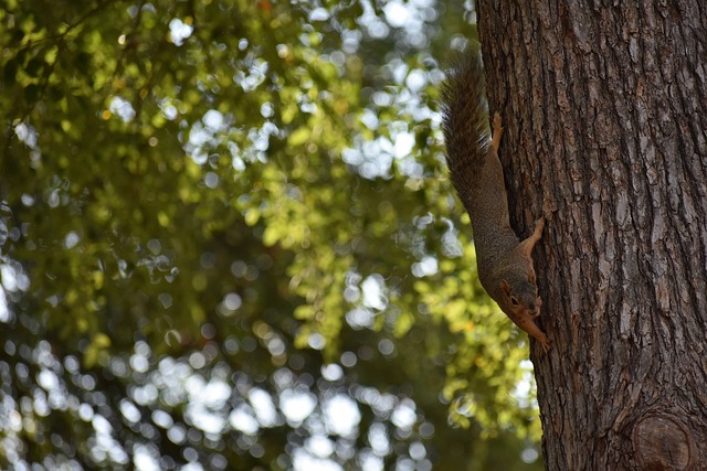 斯基拉：如果得不到斯帕莱蒂的重用，若昂-马里奥将要求转会