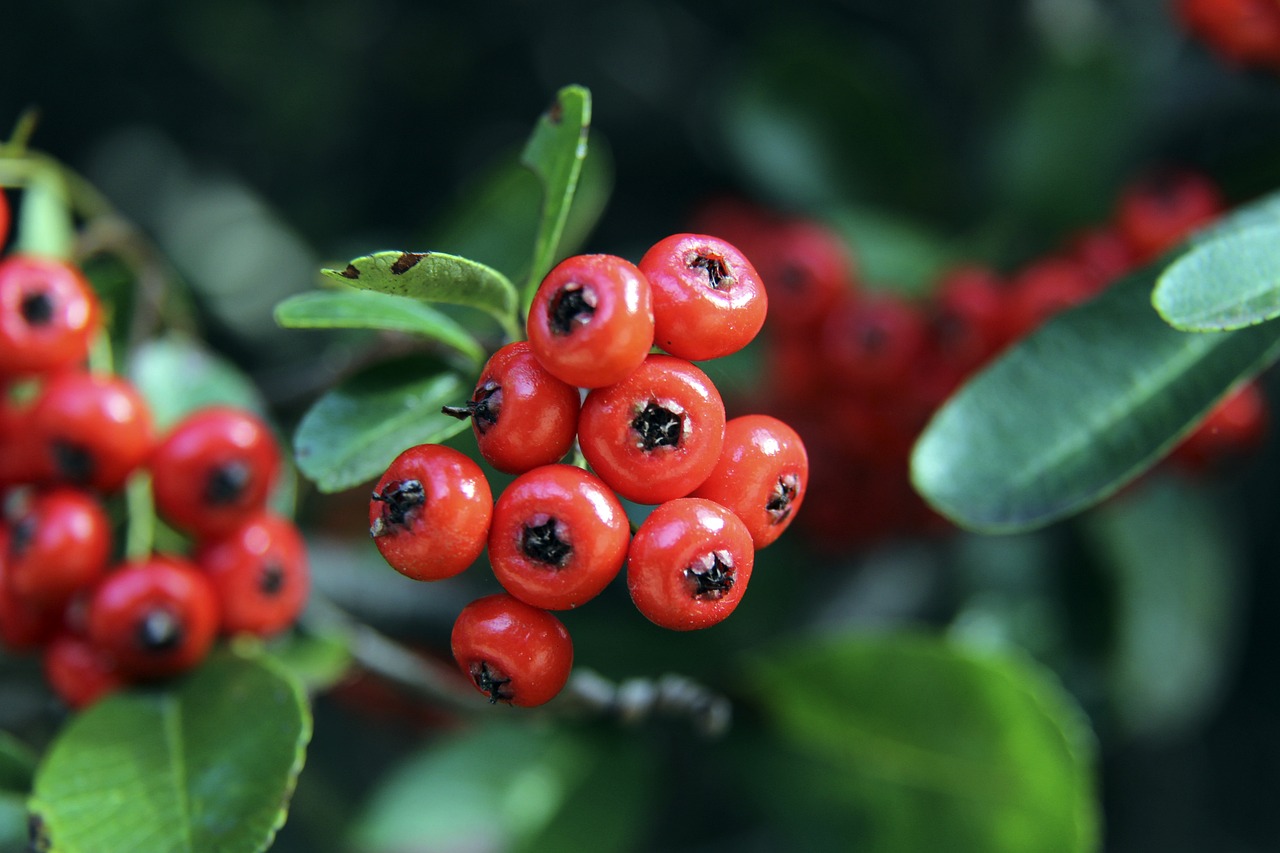 将拔得头筹 将拔得头筹